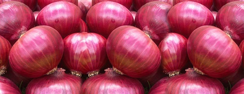 Premium Onion Export
